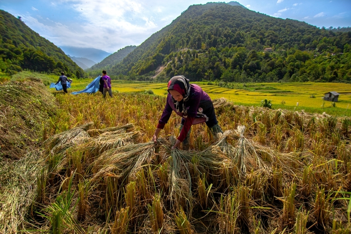 کاهش محسوس اختلاف قیمت برنج عمده فروشی شالیکوبی‌های مازندران با بازار کشور