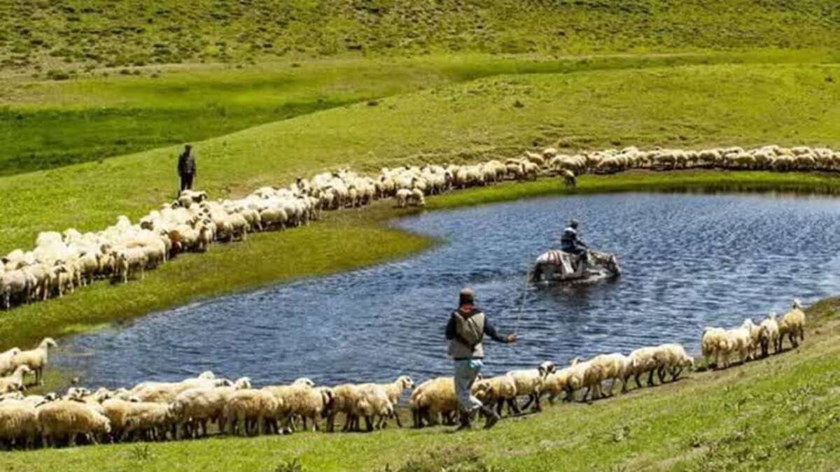 ظرفیت تولید ۲۵۰۰ تن بذر مرتعی با تامین اعتبار