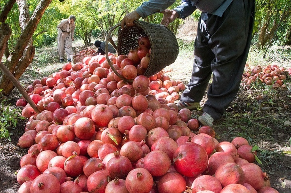 برداشت بیش‌ از ۳۱۰۰ تن انار در سیستان و بلوچستان