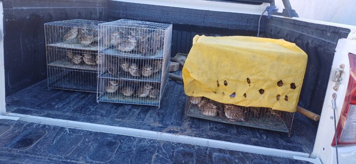 کشف و ضبط ۲۴۰ قطعه «طرقه چکاوک» از سوداگران حیات‌وحش در دهگلان