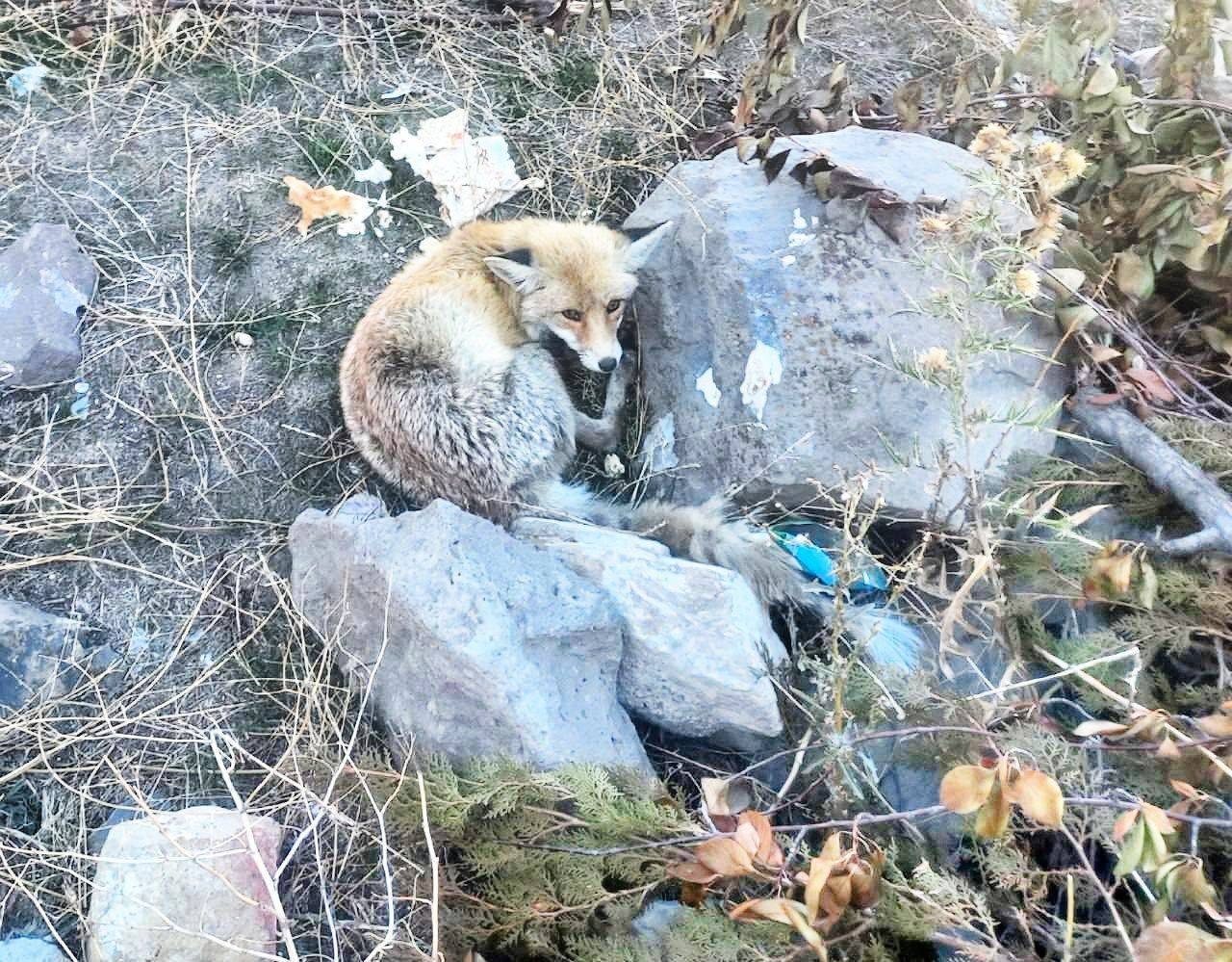 نجات روباه آسیب‌دیده در چالدران توسط دوستداران محیط زیست