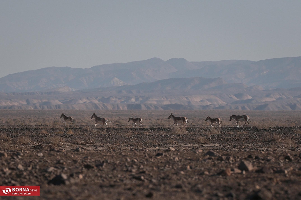 گورخر ایرانی در پارک ملی کویر