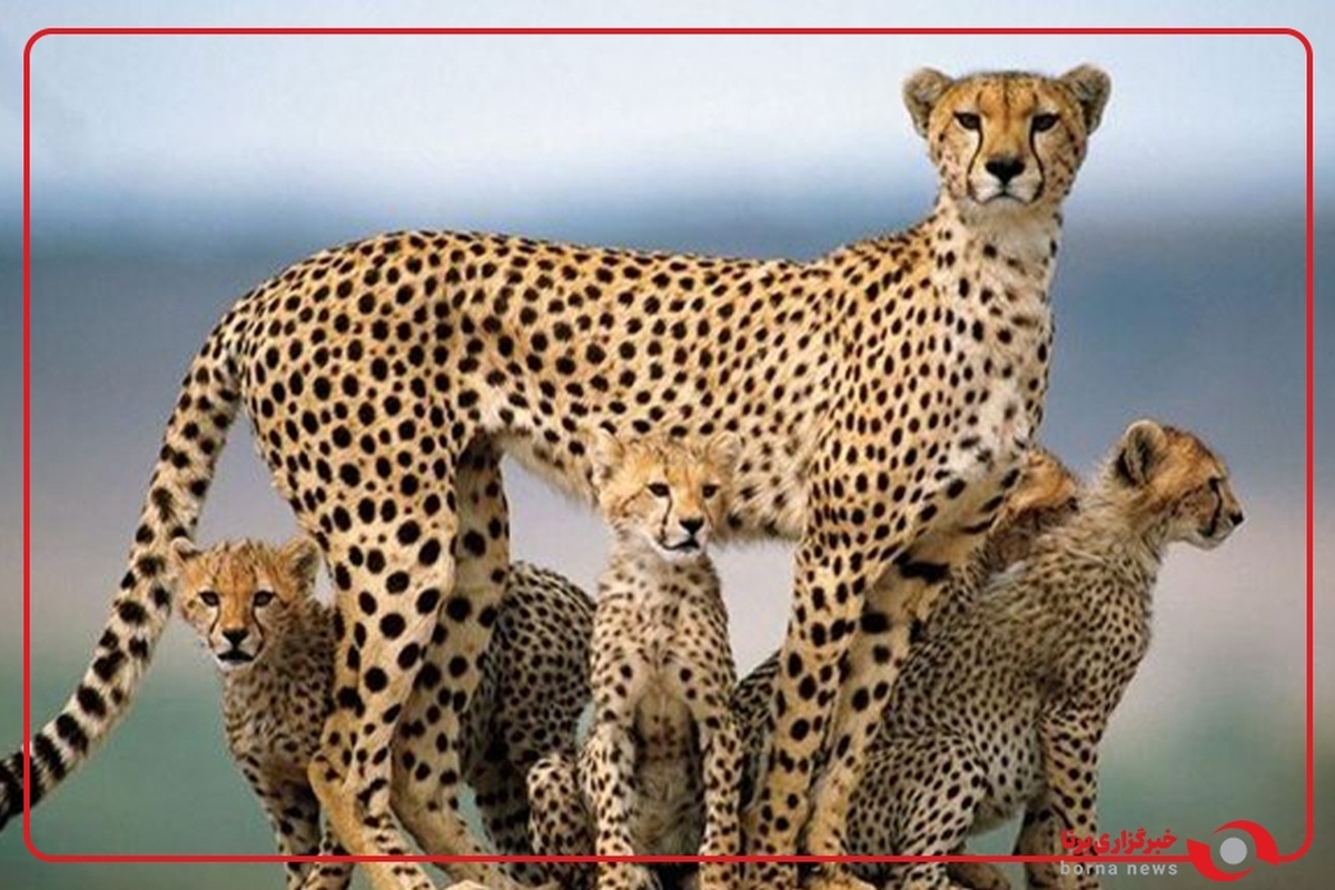 حضور پنج قلاده یوزپلنگ آسیایی در پناهگاه حیات‌وحش میاندشت