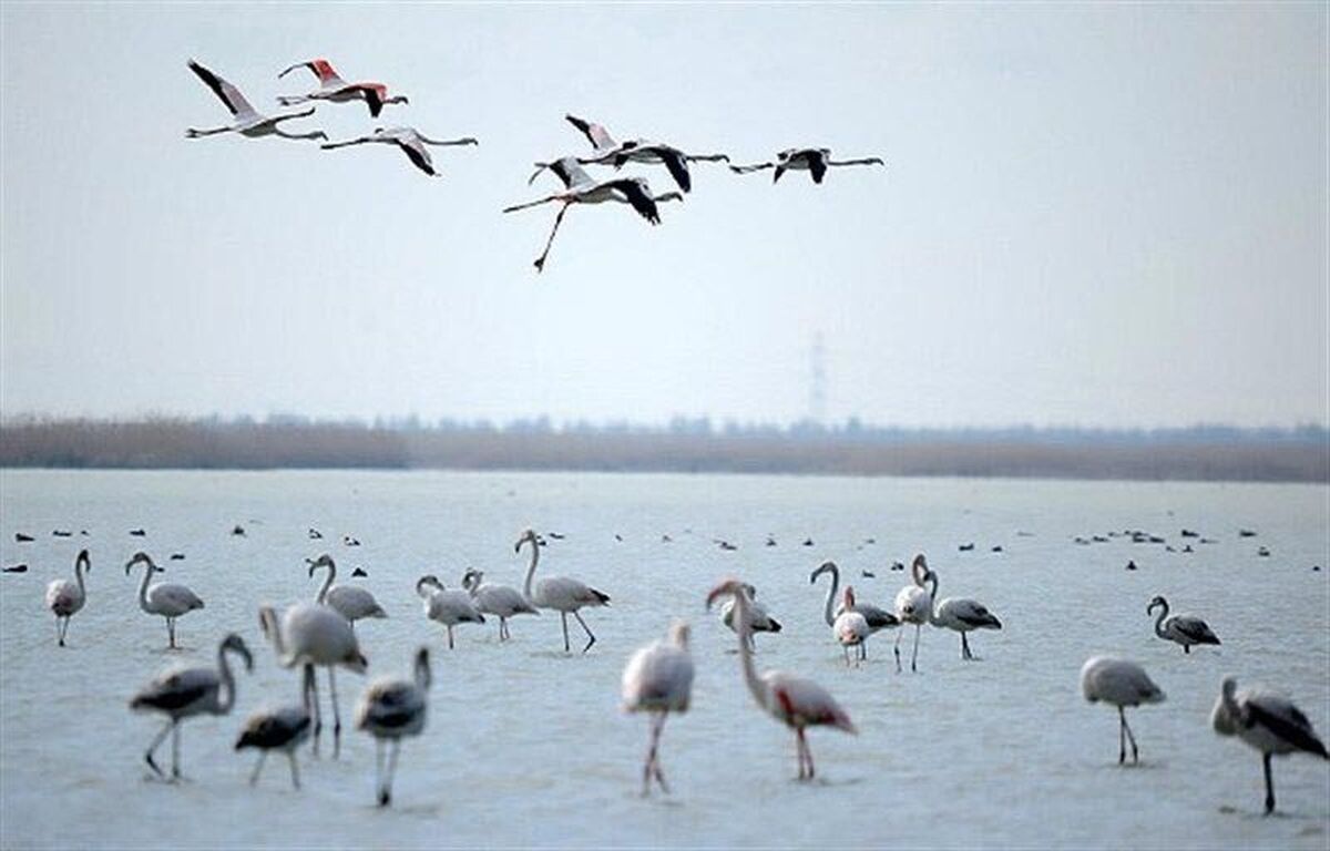 تالاب میقان اراک میزبان ۱۵ هزار پرنده مهاجر