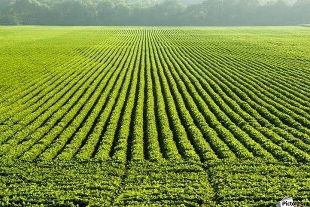 تثبیت بیش از ۲  هزار هکتار از اراضی کشاورزی لرستان