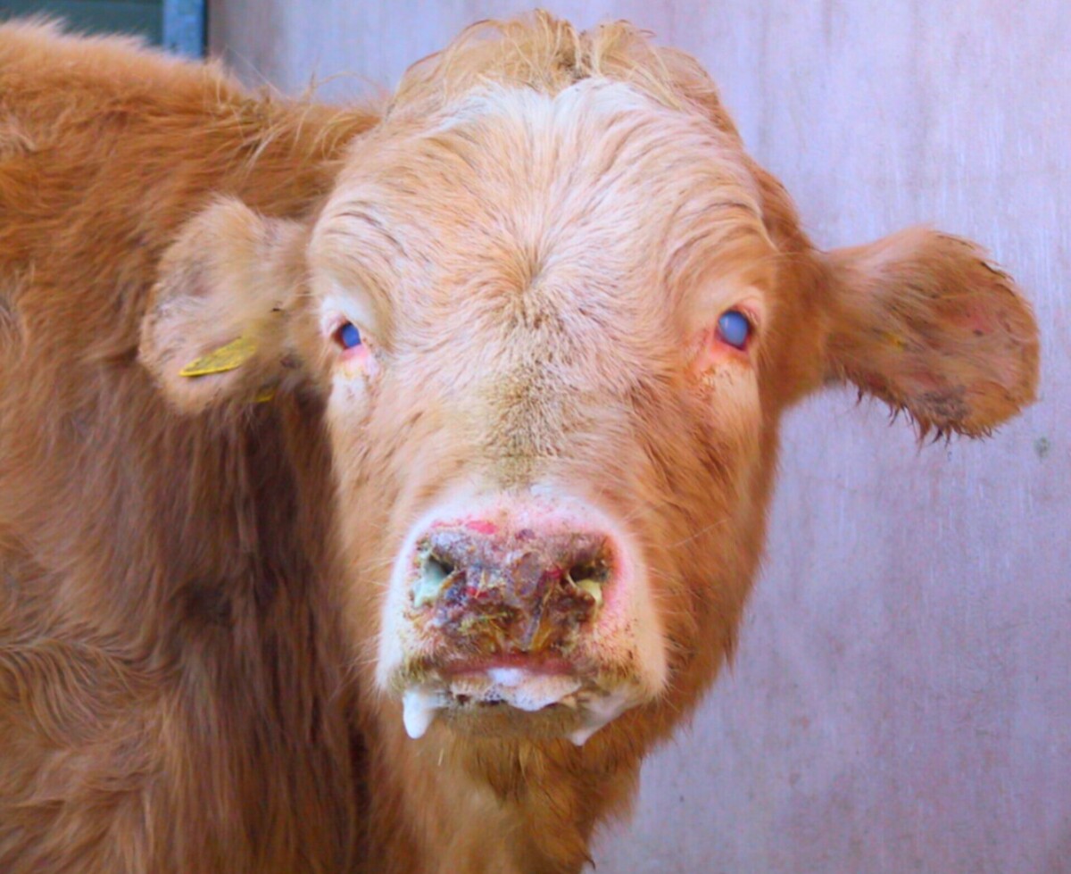 هشدار دامپزشکی استان مرکزی در مورد افزایش کانونهای تب برفکی