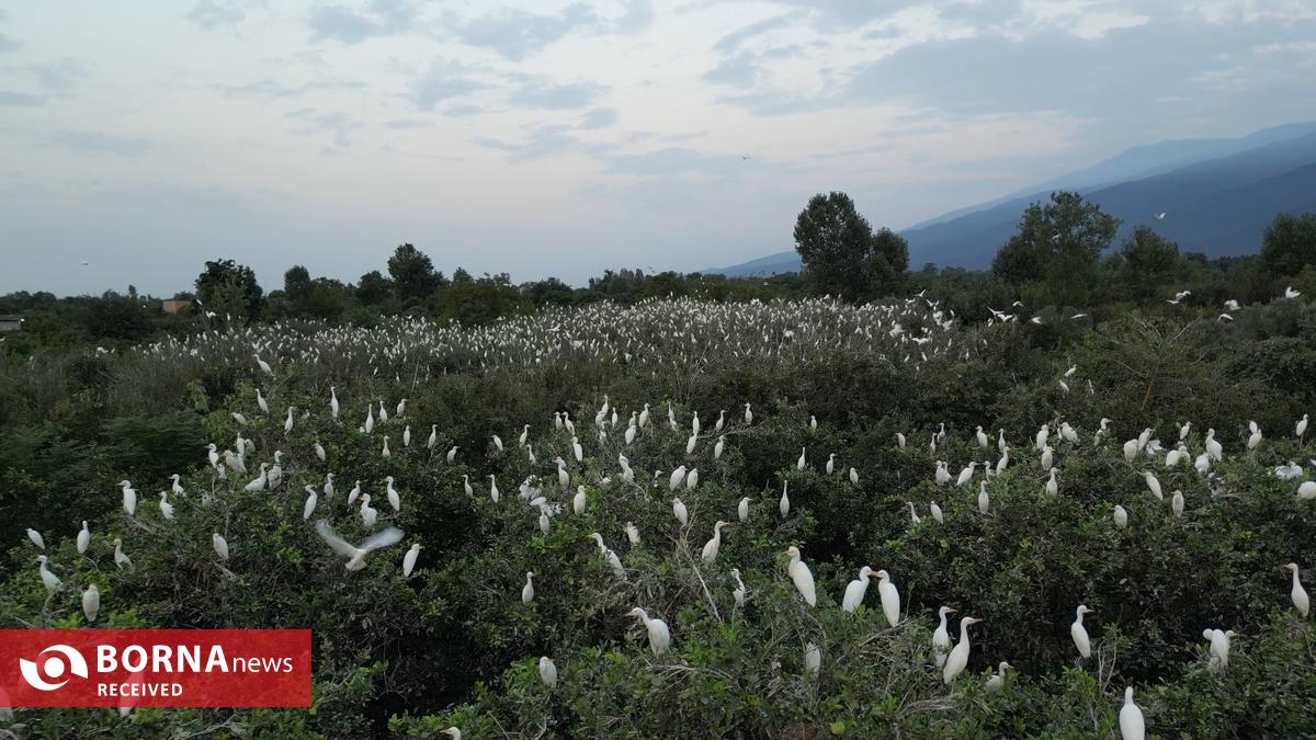 صادقی: حضور هزاران پرنده در باغ پرتقال جرقه ساخت «کابوک» بود