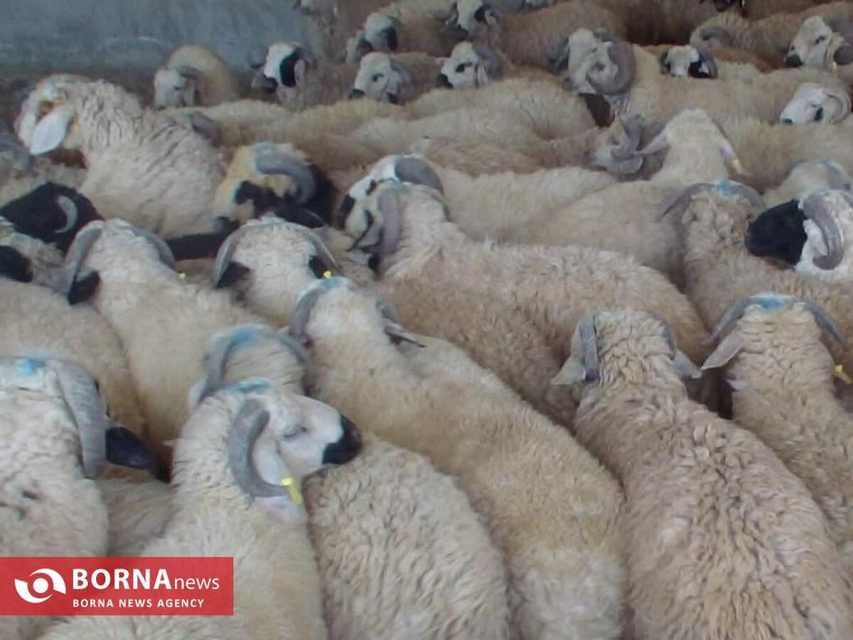 کشف ۱۰ میلیاردی احشام قاچاق در سرپل‌ذهاب