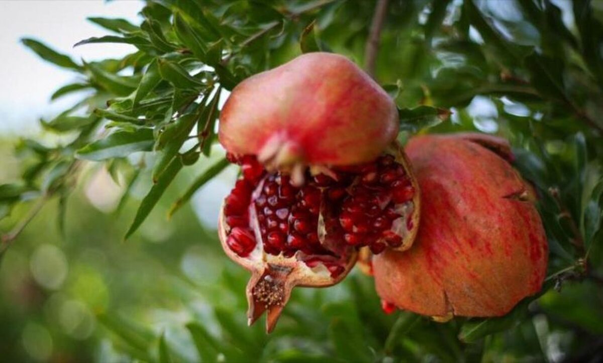 لزوم اصلاح ارقام و توسعه آبیاری قطره‌ای در باغات انار استان چهارمحال و بختیاری