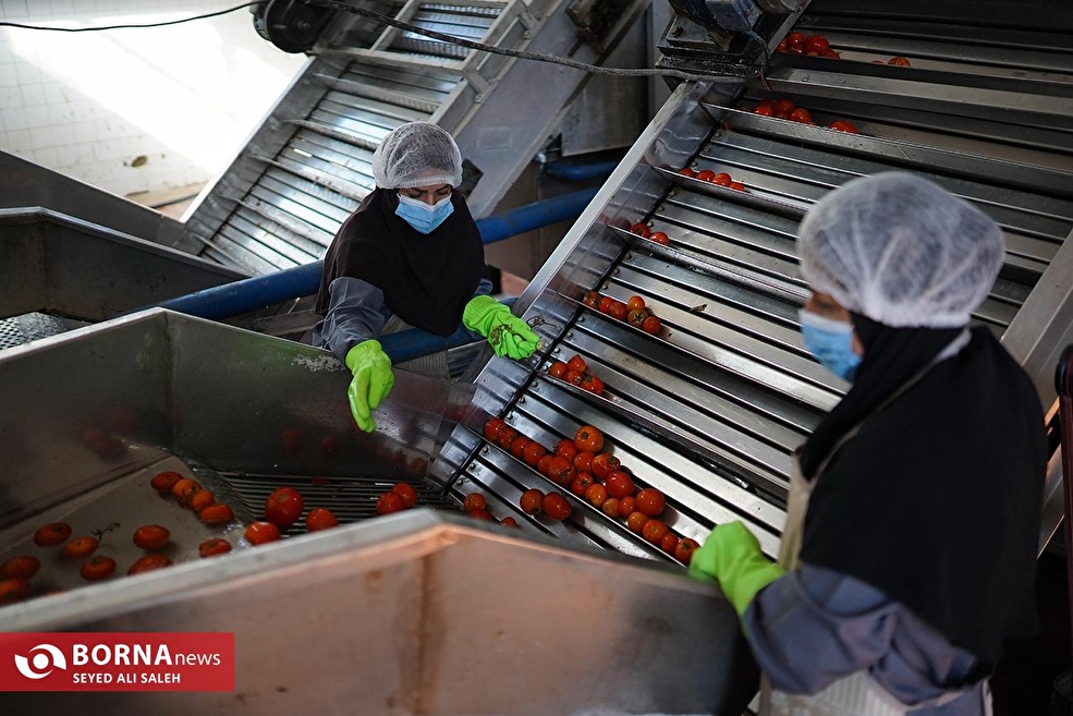تولید رب گوجه فرنگی با صنایع تبدیلی