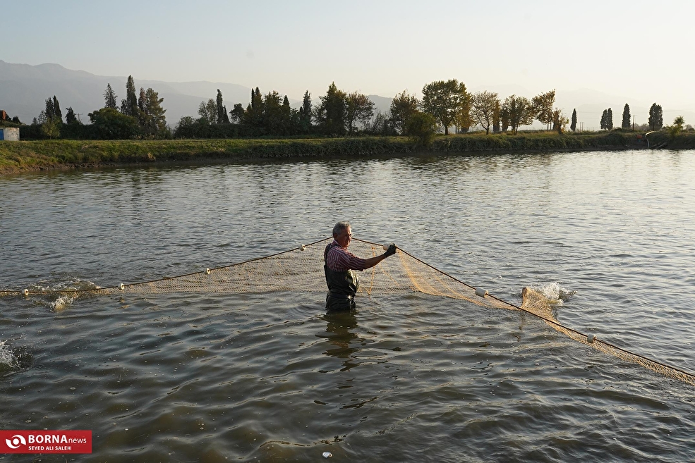 پرورش ماهی در آزادشهر گلستان