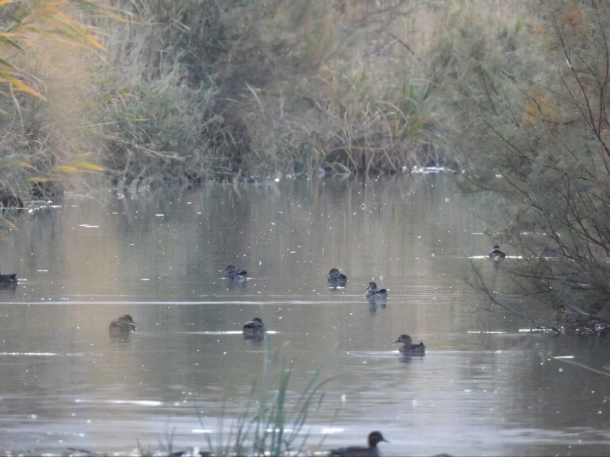 تالاب بیشه‌دالان میزبان نخستین پرندگان مهاجر شد