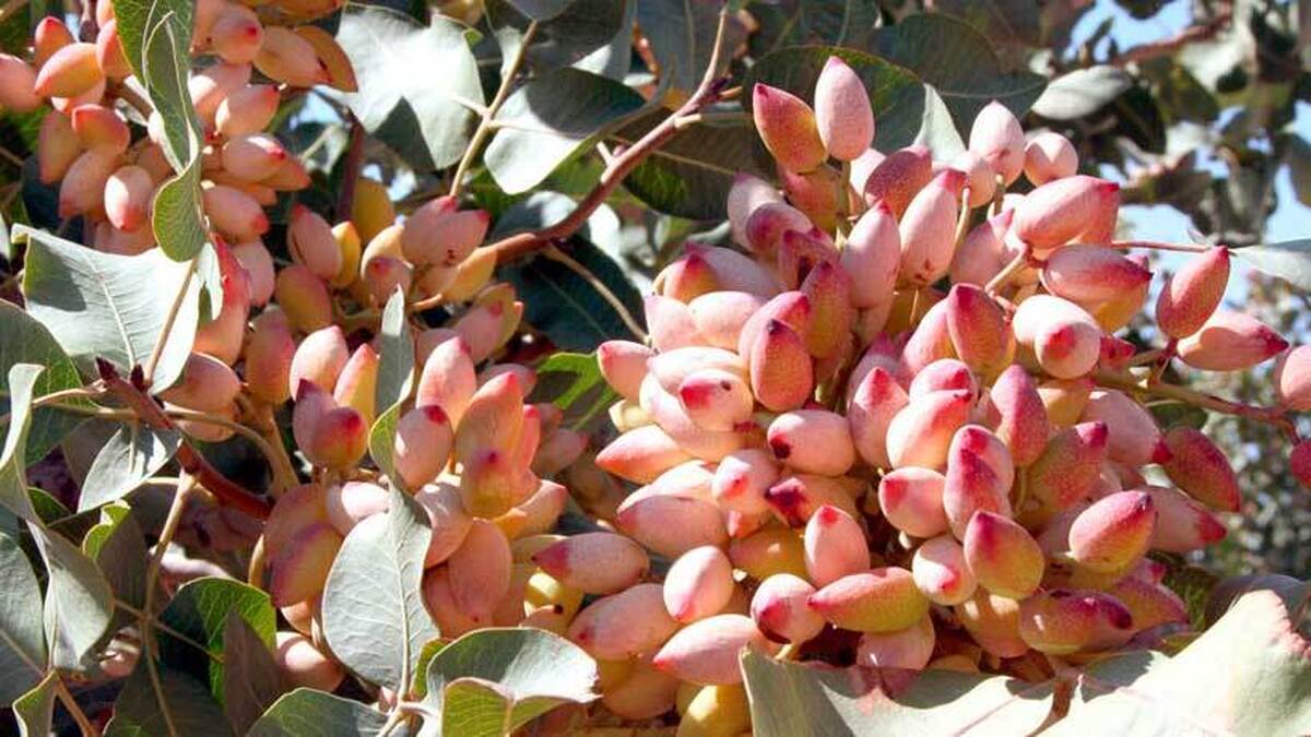 پایان فصل پسته در استان مرکزی با ۱۴ هزار تن محصول