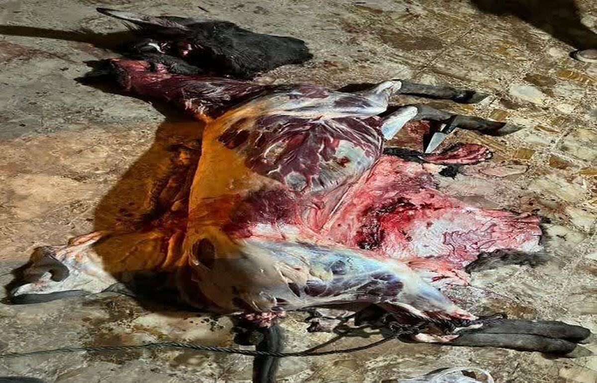 دستگیری عوامل کشتار غیرمجاز الاغ در یکی از روستا‌های اطراف قزوین