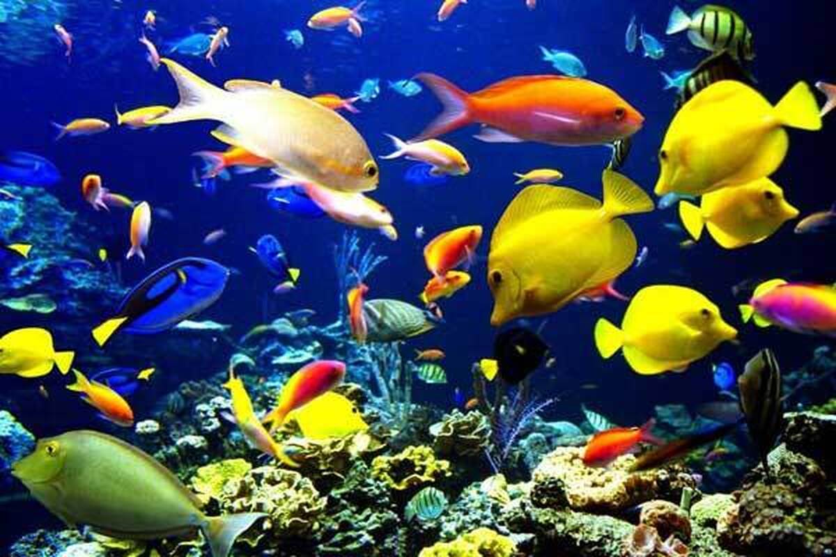 افزایش تولید ماهیان زینتی در قم