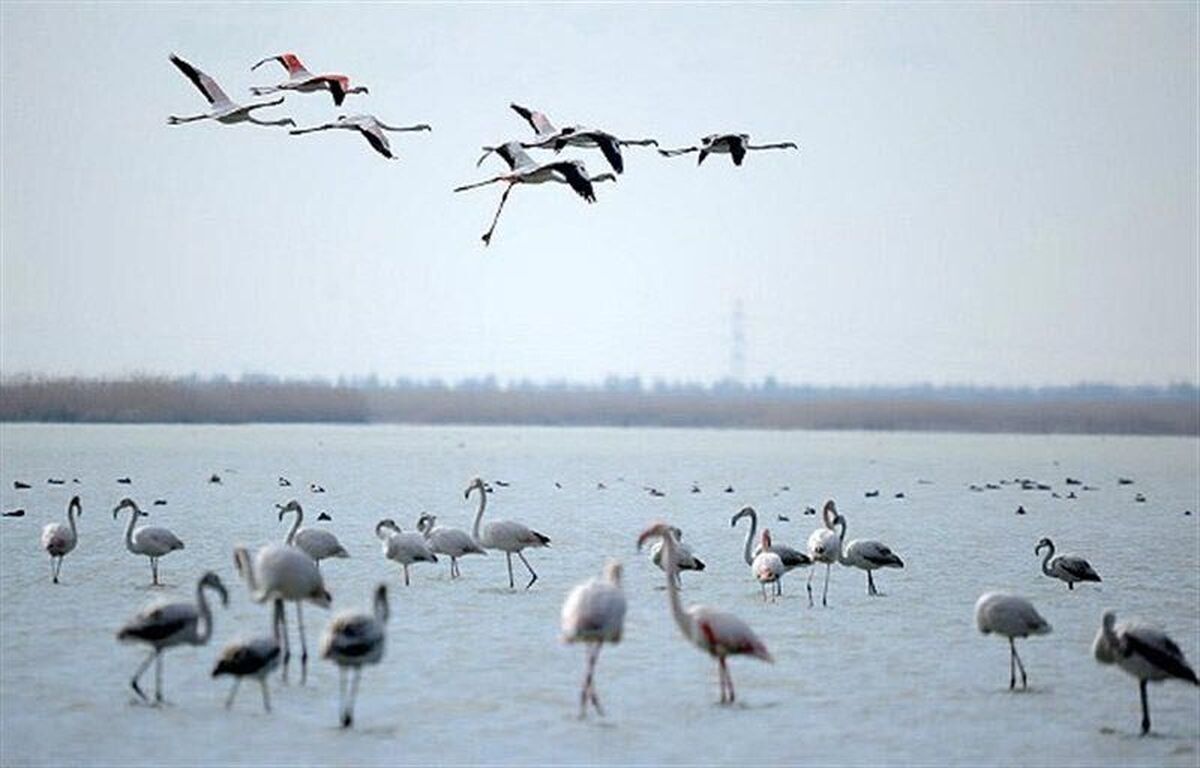 درنا، نماد صلح، امید و پایداری در طبیعت است