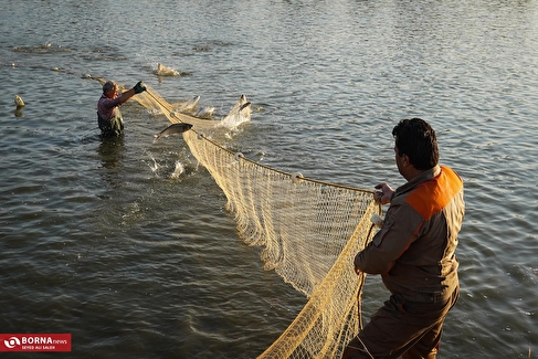 پرورش ماهی در آزادشهر گلستان