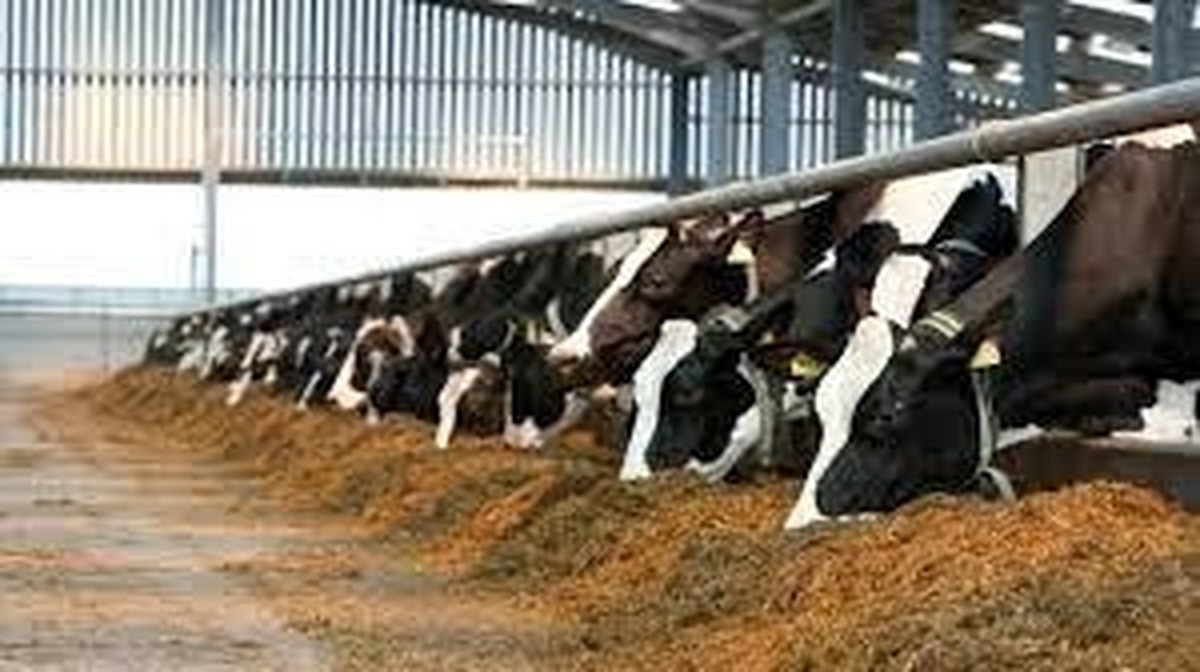 نمایشگاه بین‌المللی دام و طیور در مشهد لغو شد