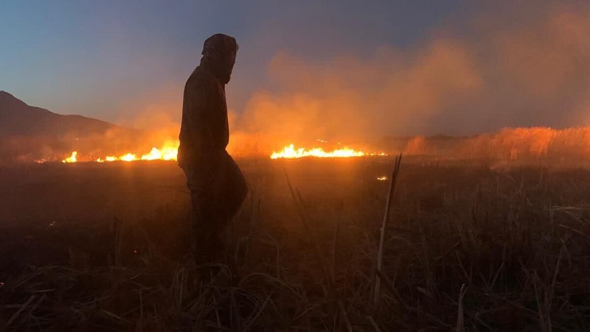 دستگیری عامل آتش‌سوزی  تالاب بیشه‌دالان بروجرد