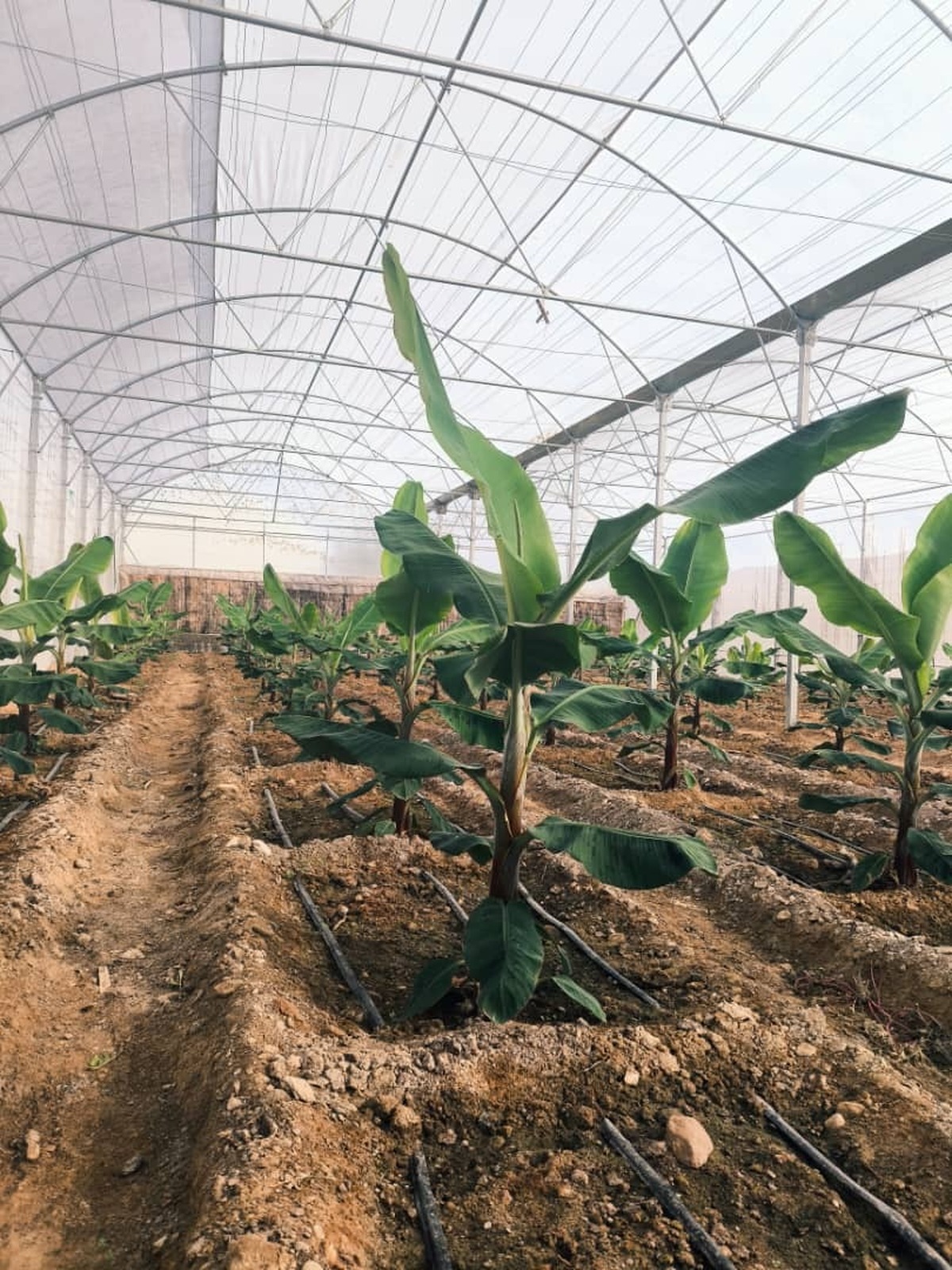 کشت گلخانه‌ای موز برای نخستین‌بار در بستک آغاز شد