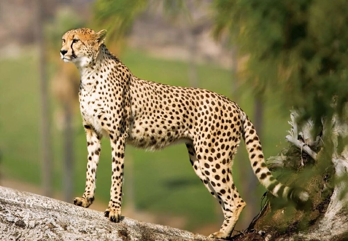 ثبت و تصویربرداری از حضور یوزپلنگ آسیایی در خراسان رضوی + فیلم