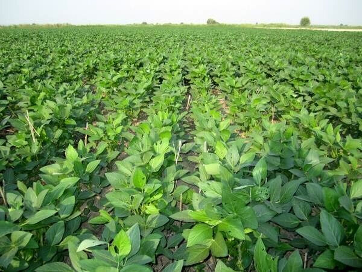 کشت پایلوت سویا در دهلران ایلام آغاز شد