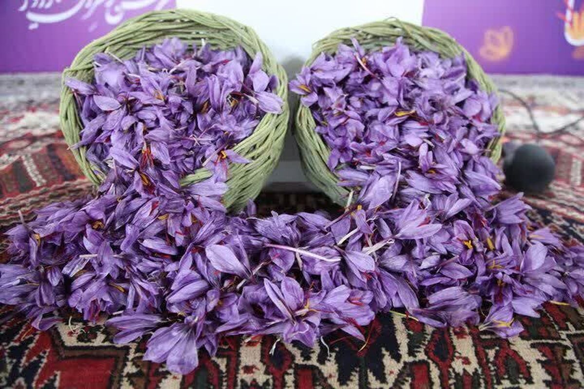 صنایع تبدیلی؛ حلقه گمشده زنجیره اقتصاد زعفران در همدان