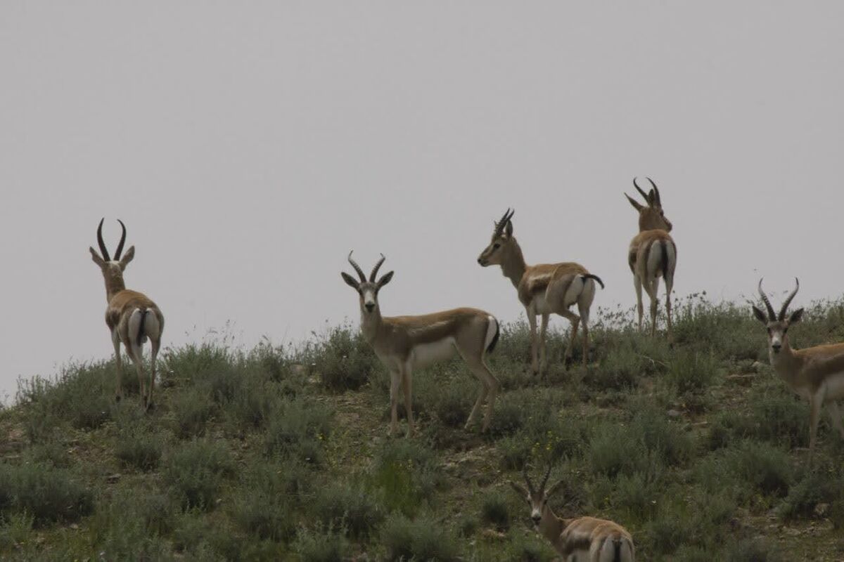 کمبود محیط‌بان، چالش اساسی در پایش مناطق حفاظت شده و شکار ممنوع زنجان