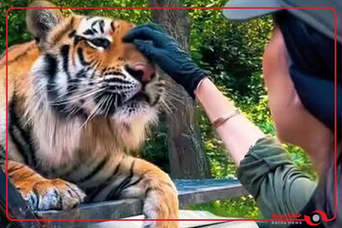 معاون اداره محیط زیست مازندران:
 ۸ ماه تلاش برای درمان بیماری ببر پارک حیات‌وحش مایا بی‌نتیجه ماند