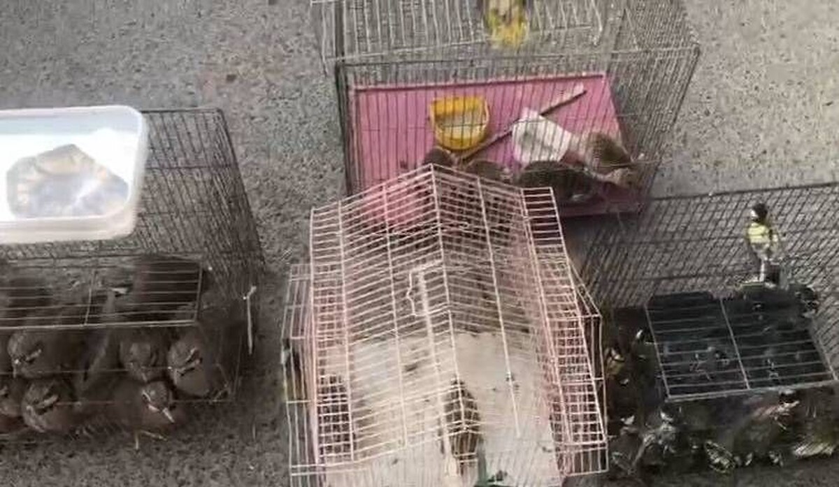 کشف و ضبط چندین گونه ارزشمند حیات وحش در بازار پرندگان خلیج فارس تهران