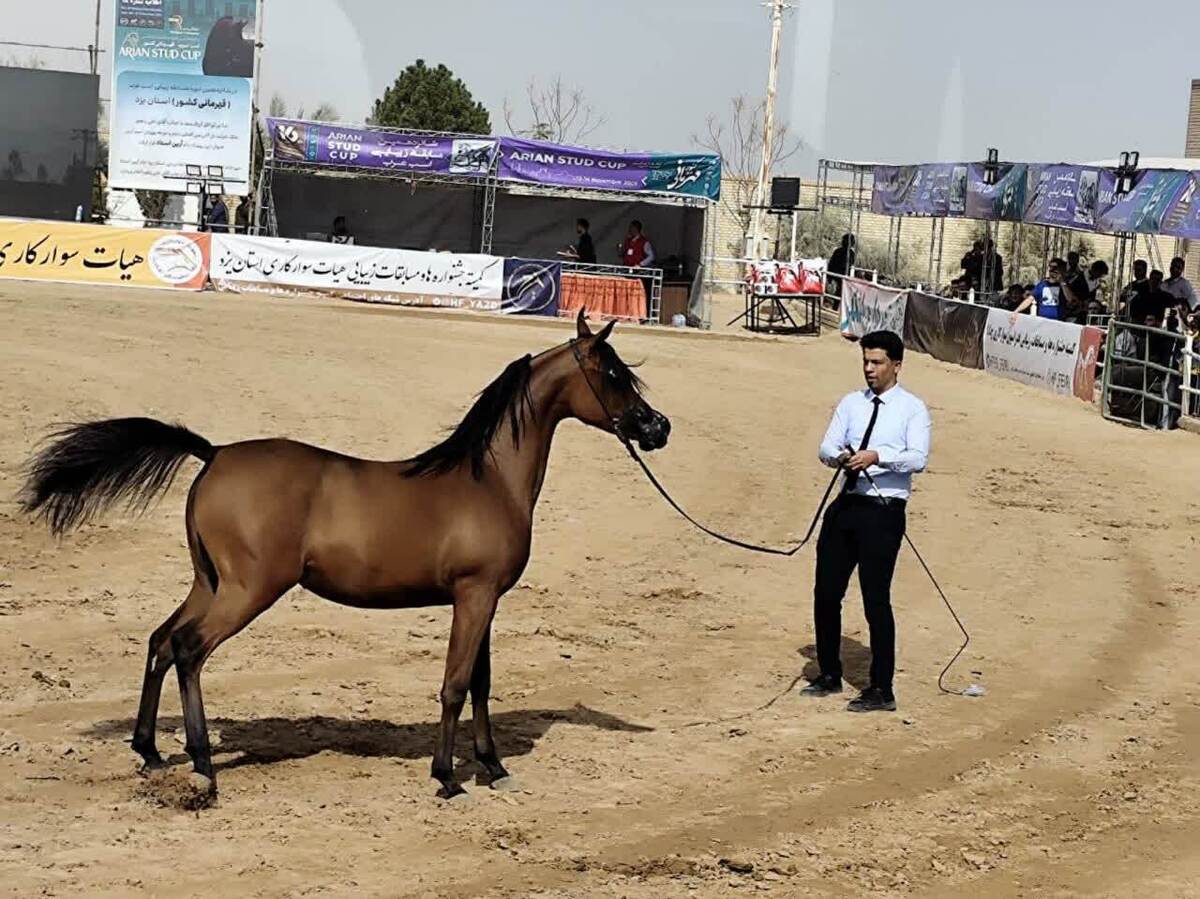 شانزدهمین دوره مسابقات زیبایی اسب اصیل عرب کشور در اشکذر آغاز به کار کرد