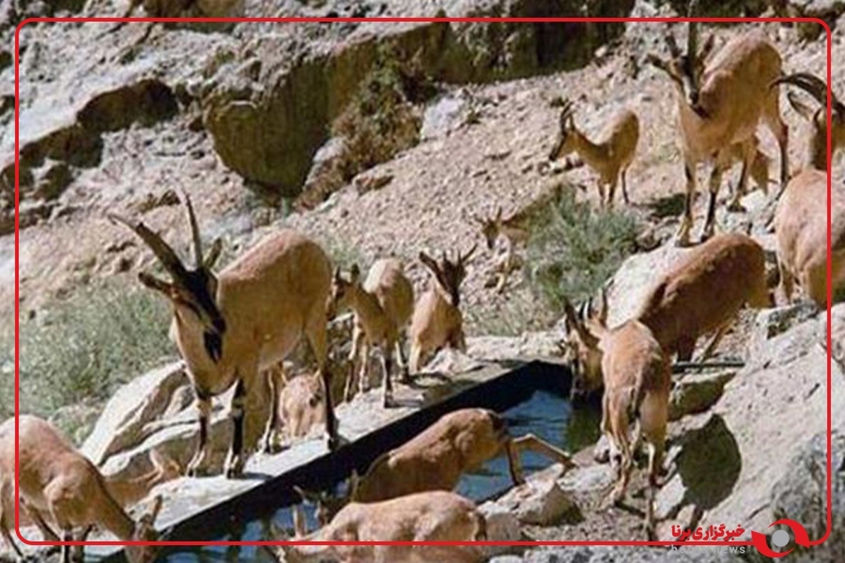 گله کل در ارتفاعات ییلاقی پنو مشاهده شد