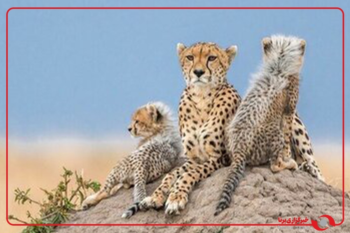 ثبت تصویری جدید از تلما، ماده‌یوز آسیایی به‌همراه توله در توران