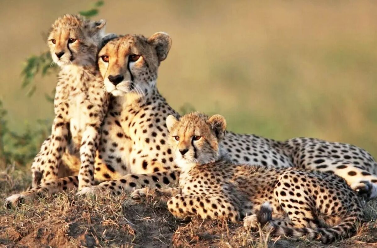 همایش «یوزپلنگ ایرانی» خراسان شمالی در فهرست رویدادهای گردشگری ثبت شد