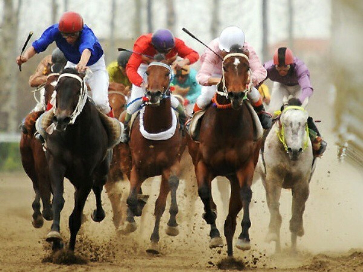 آغاز مسابقات کورس پائیزه سوارکاری گنبدکاووس به یاد صابر کاظمی