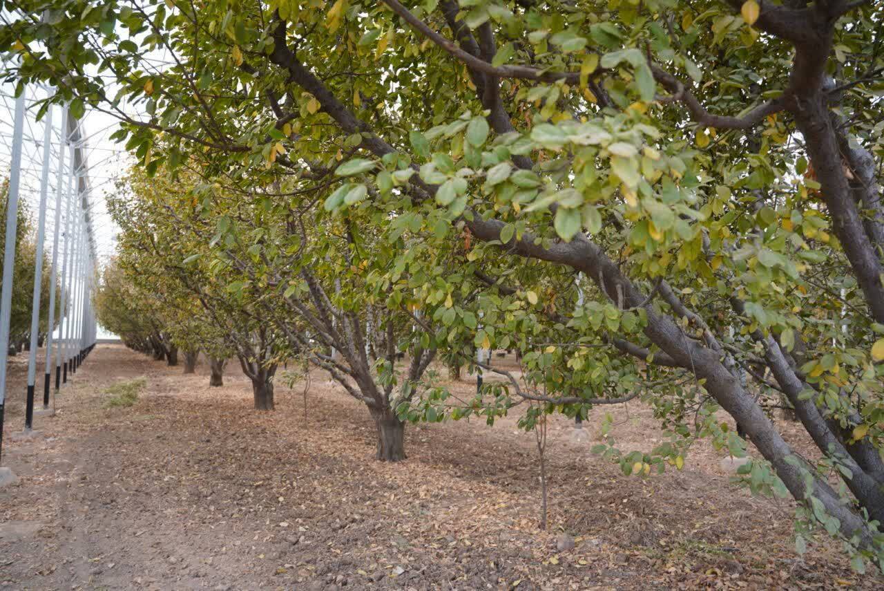 فعالیت گلخانه ای با آخرین متدهای جهانی در قزوین 