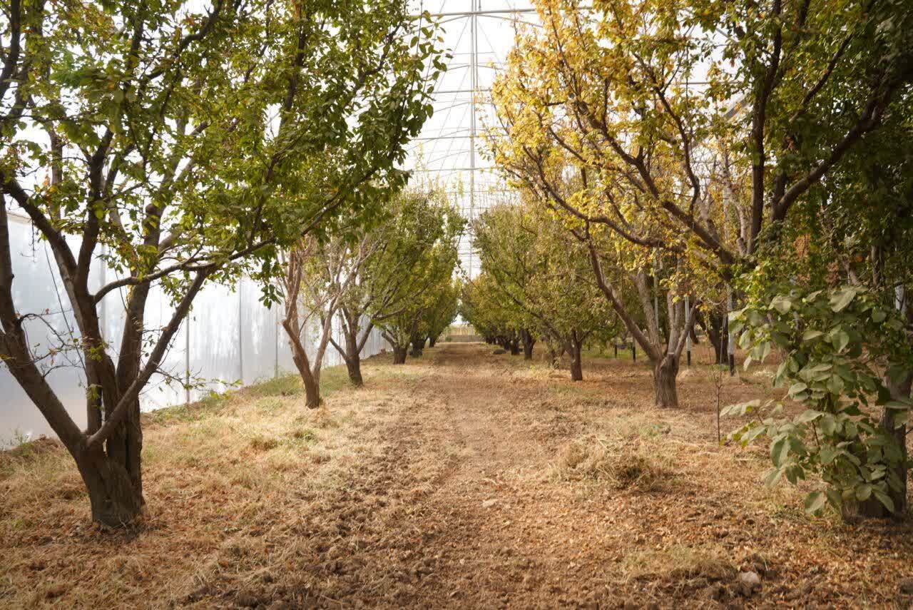 فعالیت گلخانه ای با آخرین متدهای جهانی در قزوین 