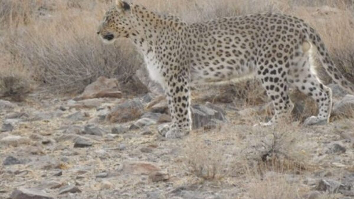 مشاهده و ثبت حضور پلنگ ایرانی در ارتفاعات شهرستان خور و بیابانک