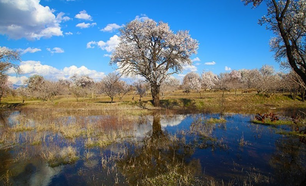 بهره‌برداری از ثبت جهانی باغستان سنتی قزوین نیازمند مدیریت توسعه‌ محور است