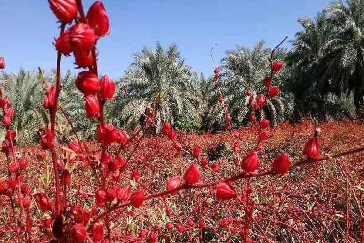 برداشت چای ترش در شهرستان هویزه آغاز شد