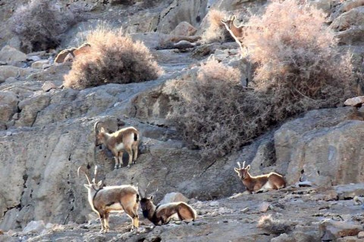 سرشماری پاییزه گونه‌های شاخص حیات وحش در ایلام