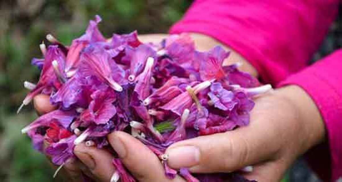 مصرف گل گاو زبان برای چه کسانی مضر است؟