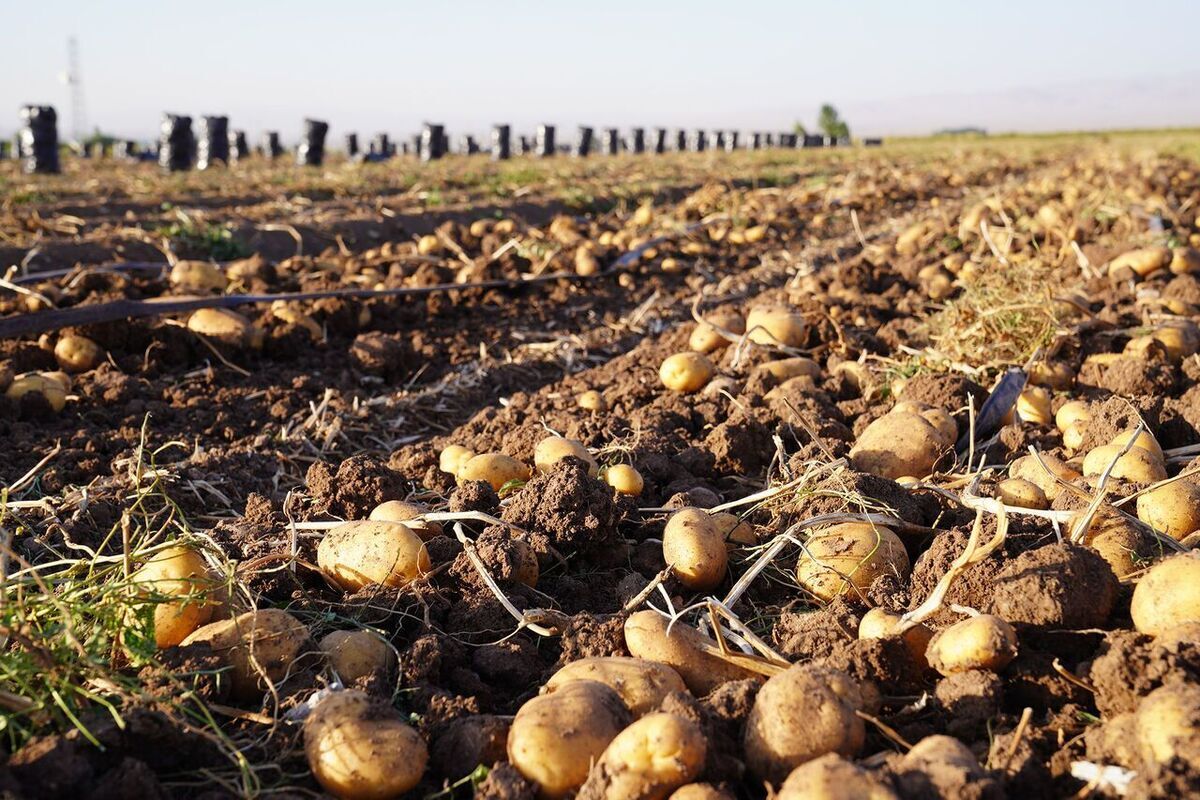 برداشت ۱۵ هزار و ۵۰ تن سیب‌زمینی از مزارع استان قزوین