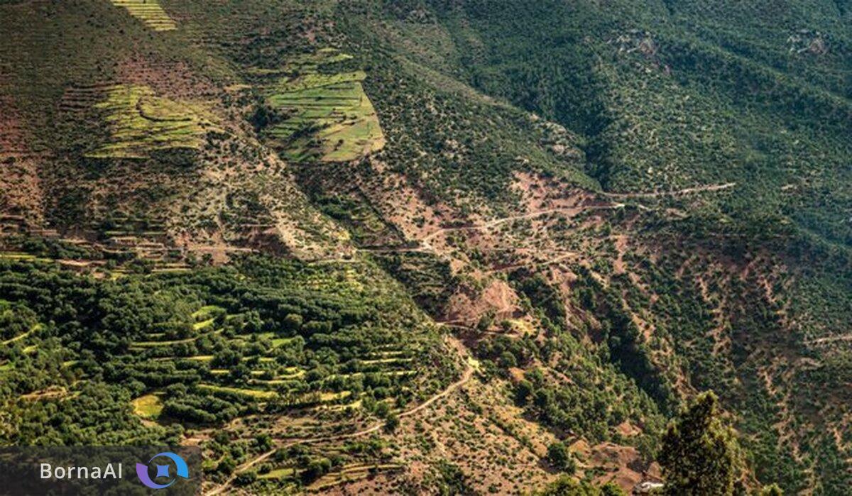 رشد غیرمنتظره راش‌های هیرکانی در واکنش به تغییرات اقلیم