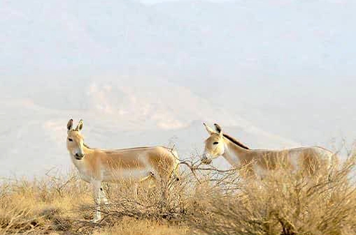 حمایت مستمر شرکت فولاد غدیر نی‌ریز از زیست‌بوم گور ایرانی با ارسال ششمین محموله علوفه