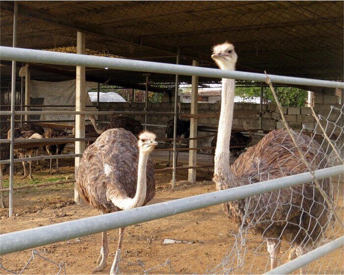 افزایش ظرفیت تولید گوشت شترمرغ در کهگیلویه و بویراحمد به ۱۰۰ تن در سال