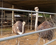 افزایش ظرفیت تولید گوشت شترمرغ در کهگیلویه و بویراحمد به ۱۰۰ تن در سال