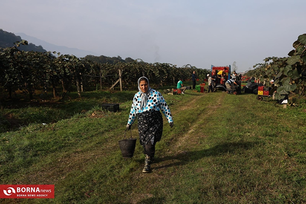 برداشت کیوی در مازندران