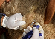 تولید پایدار واکسن با مشارکت شرکت های دانش بنیان