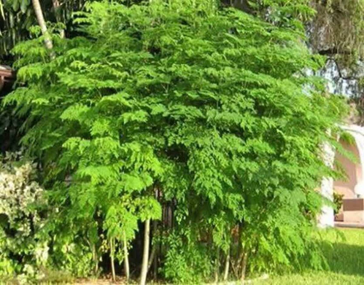 کشت گیاه معجزه‌گر مورینگا برای نخستین بار در دهلران کلید خورد